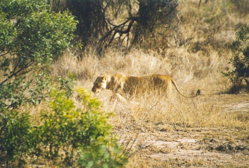 lion6-African Lioness-staks in bush.jpg