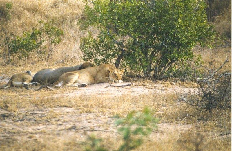 lion7-African Lions-resting in bush.jpg