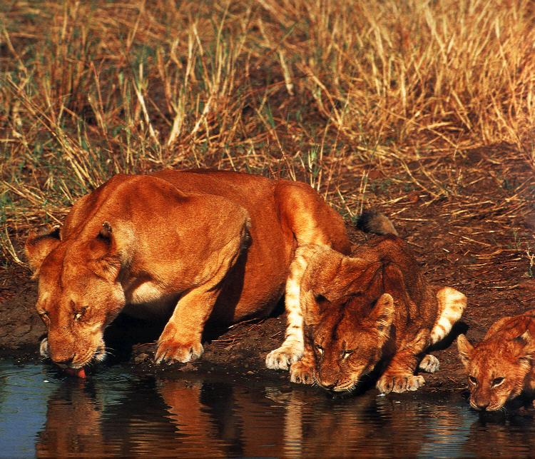 Lioness and Cubs.jpg