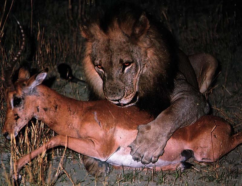 lion Kills Impala.jpg