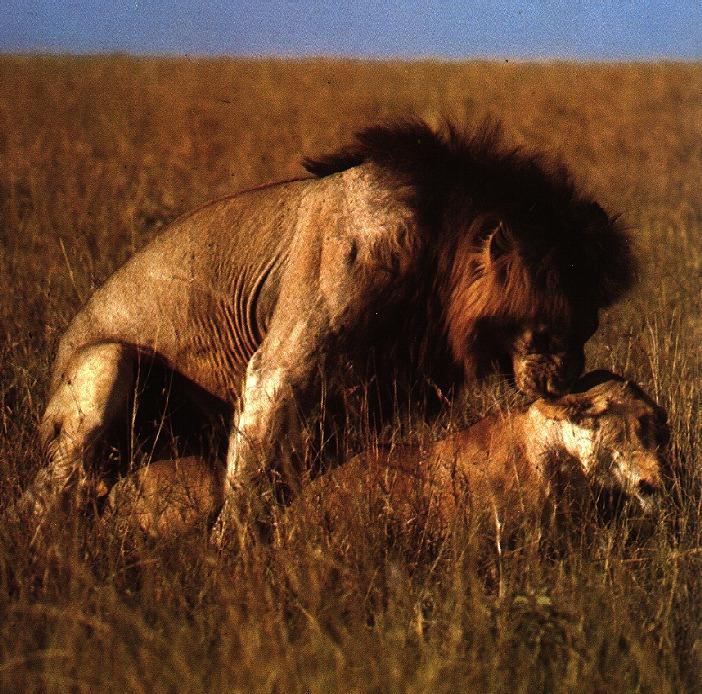 lions04gt-mating.jpg