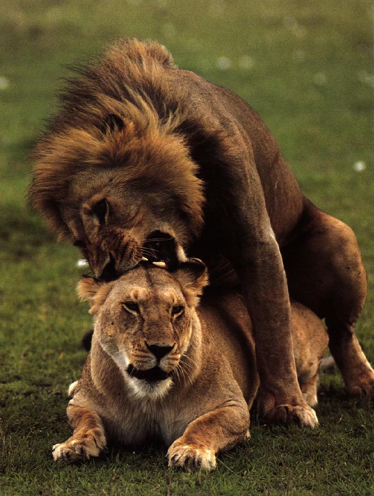 lions10gt-mating.jpg