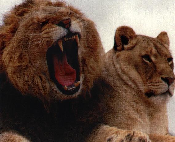 lions06gt-Sweet Couple.jpg