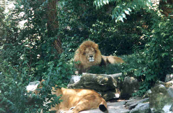 Lions-Couple-Sleepy-InForest.jpg