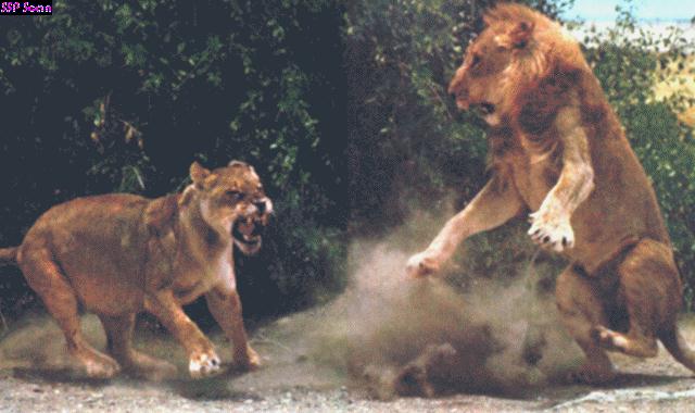 Lions fighting01.jpg