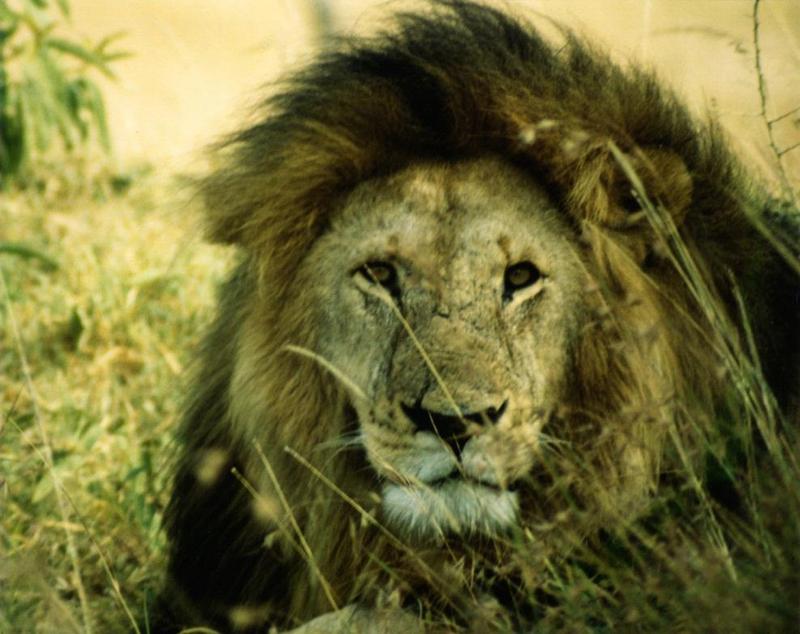 Lion-Sitting on Field-Face Closeup.jpg
