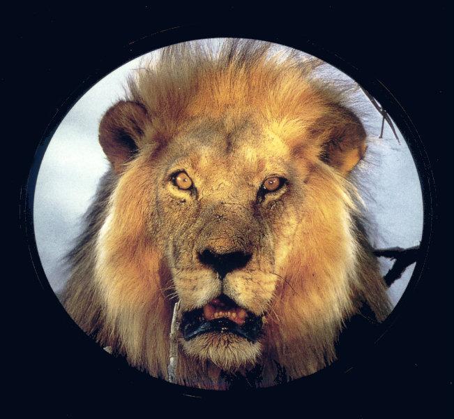 lj Africa\'s Head Lion Head.jpg