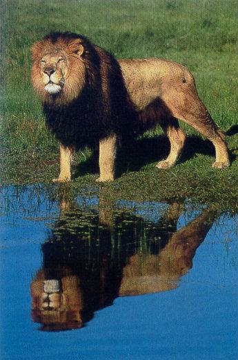 lj African Lion (Josef).jpg