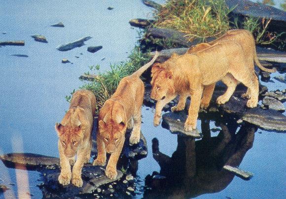 lj David Anderson Surfin\'Kenya Safari.jpg