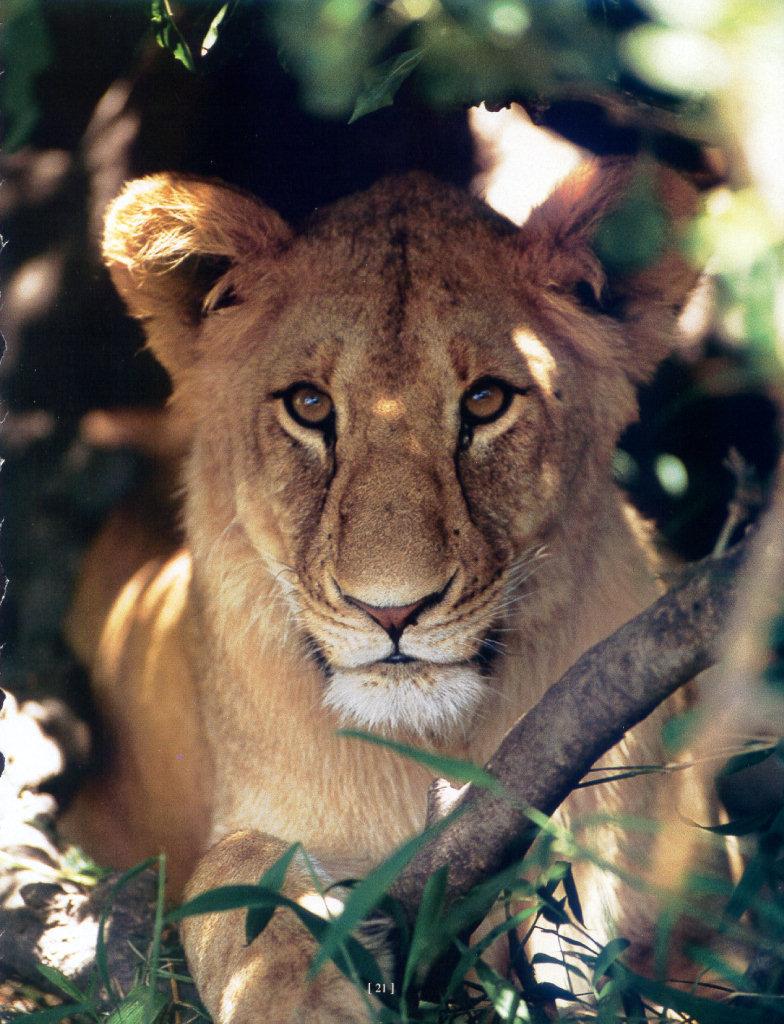 lj Lioness-Tanzania.jpg
