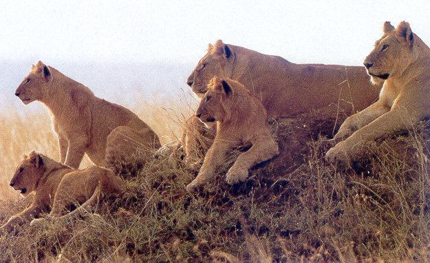 lj Lion Pride-Ngorongoro Crater Africa.jpg