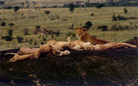 lj Sleeping Lions Roll.jpg