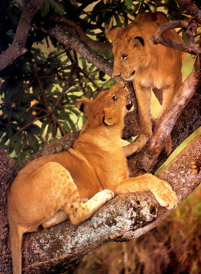 p-wc30-Lions-young duo on tree.jpg