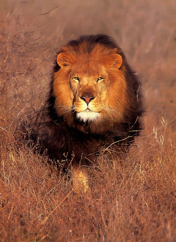 p-wc40-African Lion-male walking in bush.jpg