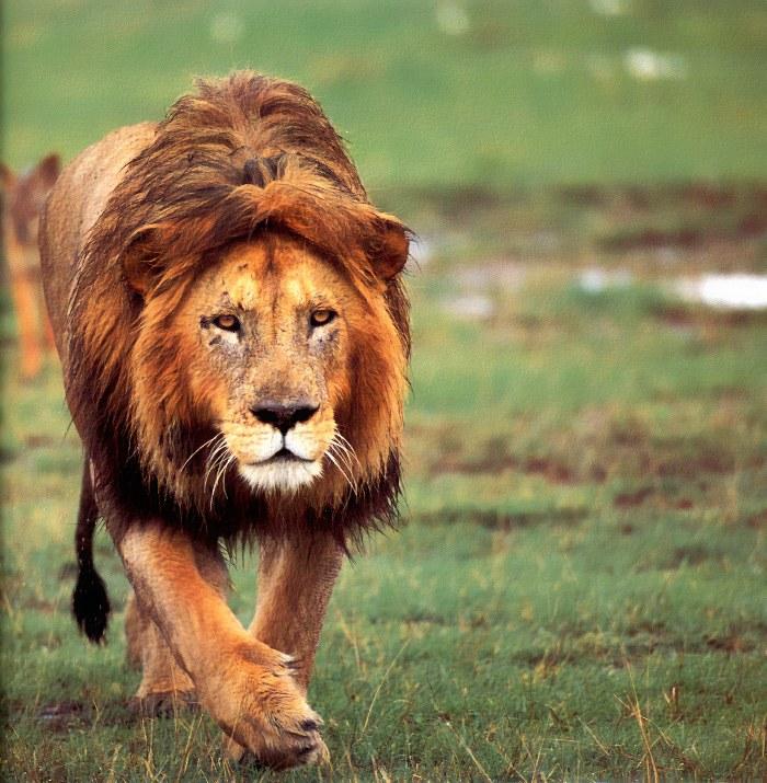 p-wc65-African Lion-male walking on grass.jpg