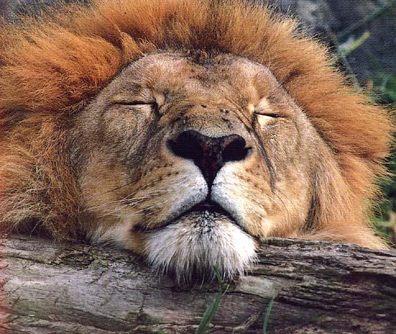 wildcat06-lion Sleepy.jpg
