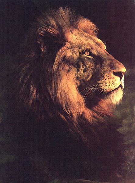 wildcat58-Lion Head In The Dark.jpg