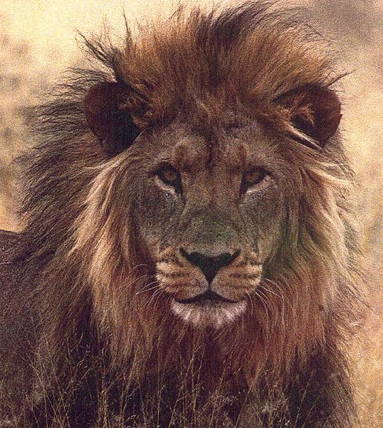wildcat69-lion.jpg