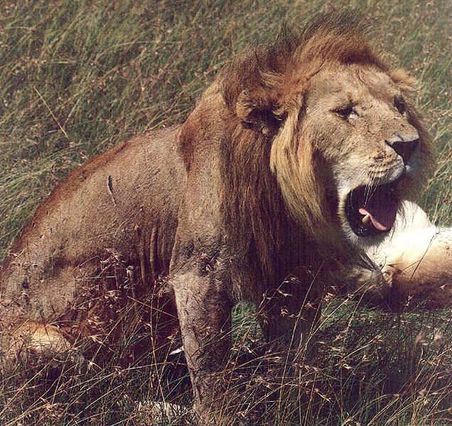 wildcat70-lion.jpg