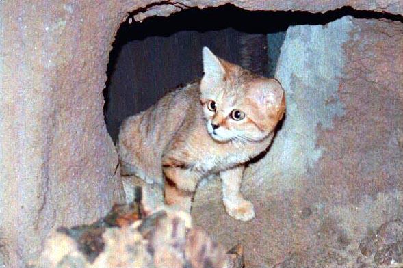 Sand Cat-out of cave burrow.jpg