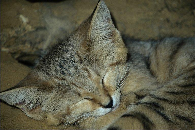 wildcat01-Sand Cat-sleeping.jpg