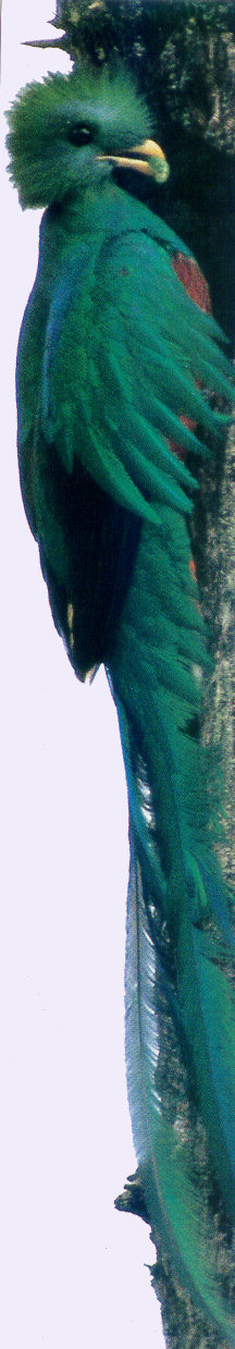 lj Quetzal-Guatemala\'s National Bird.jpg