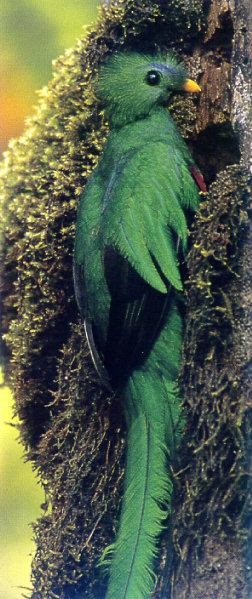 lj Resplendent Quetzal-Costa Rica.jpg