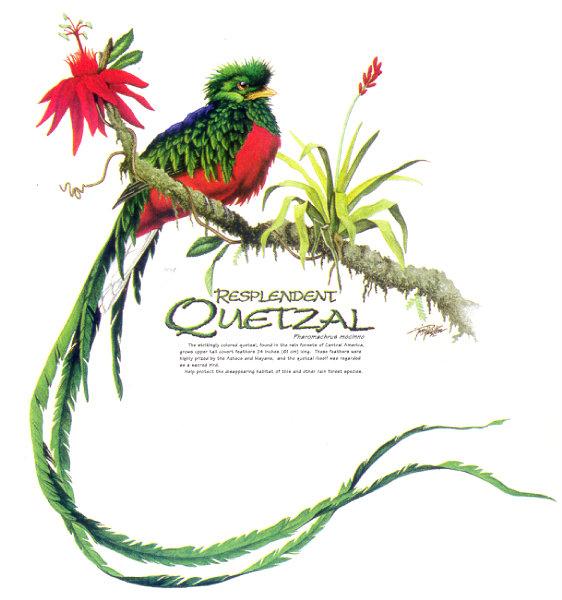 lj Tim Pinkston Resplendent Quetzal.jpg
