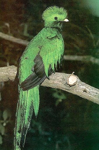 quetzal3-perching on branch-rear view.jpg