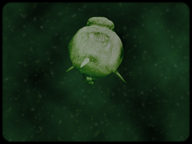 smmod-wp dinoflagellate.jpg