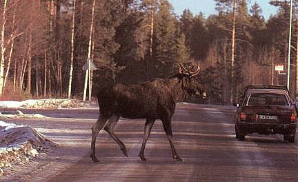  lg1-Swedish Moose-accross the road.jpg