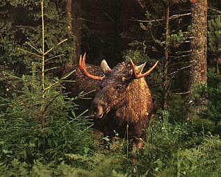  lg2-Swedish Moose-in pine forest.jpg
