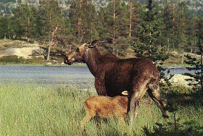  lg4-Swedish Mooses-mom nursing baby.jpg