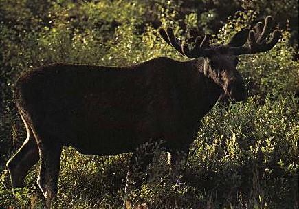  lg7-Swedish Moose-standing on grass.jpg