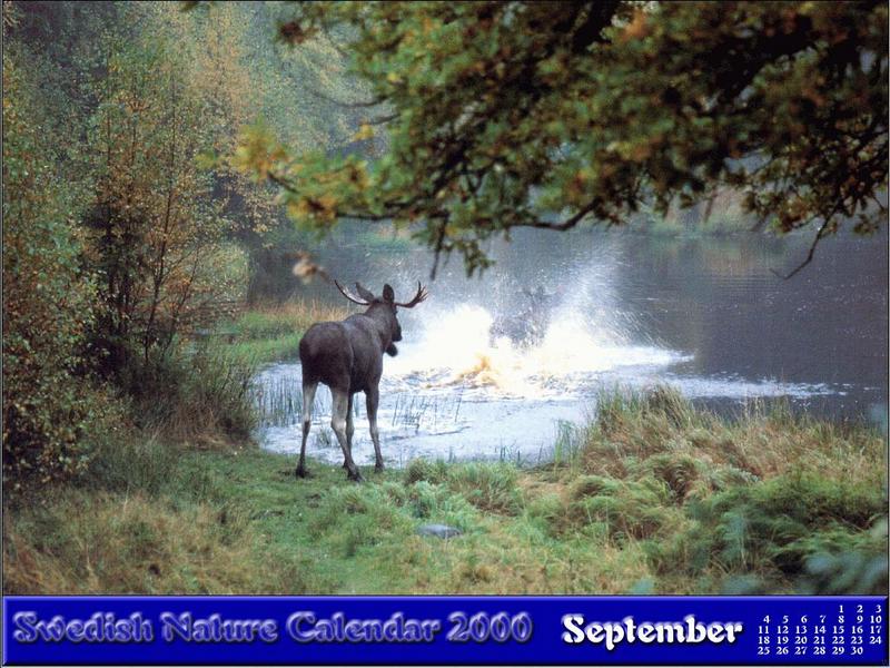 09-September Moose Bath.jpg