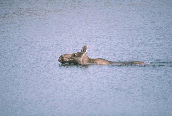 15600039-Moose-Swimming Accross River.jpg
