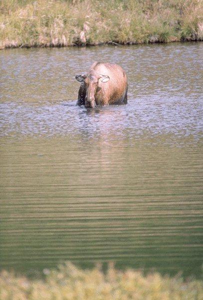 15600040-Moose-In Water.jpg