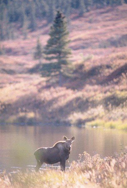 15600045-Moose-On Shore.jpg