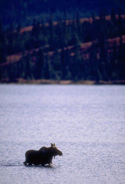 15600048-Moose-Across River.jpg