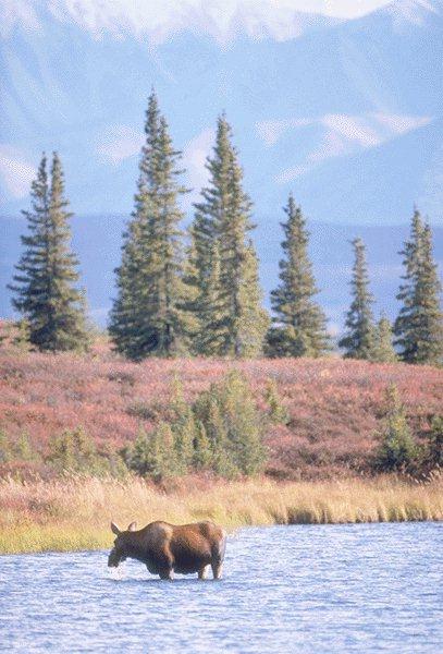 15600049-Moose-In River.jpg