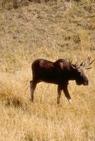 15600055-Moose-Walking On Autumn Grassland.jpg