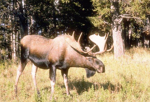15600056-Moose-On Grass.jpg