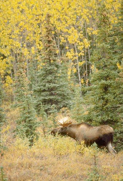 15600059-Moose-In Bush.jpg