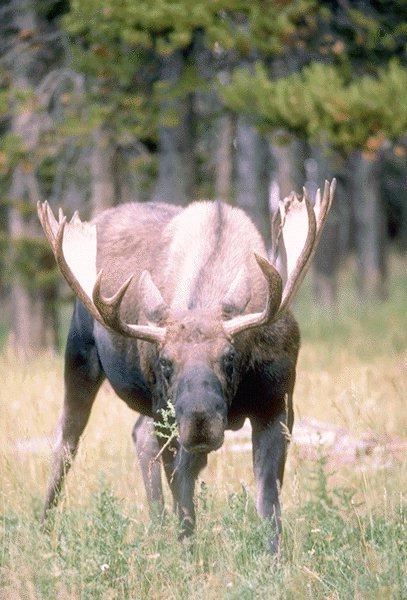 15600060-Moose-Eating Grass.jpg