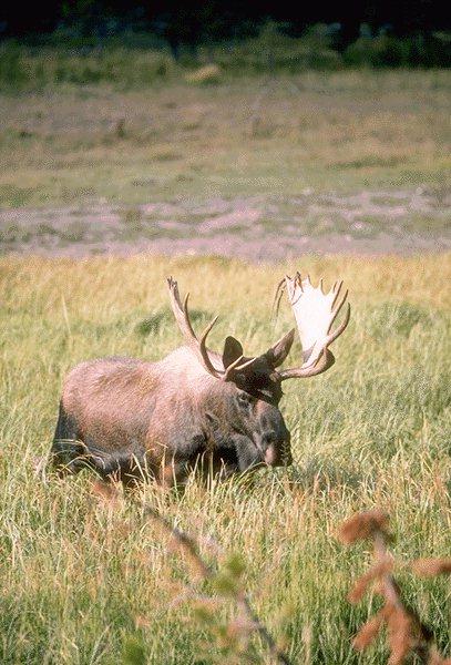 15600061-Moose-Walking in Grass.jpg