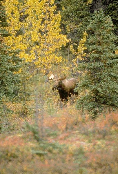 15600062-Moose-In Forest.jpg