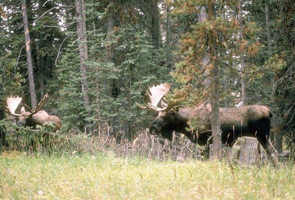 15600064-2Mooses-Eating Grass In Forest.jpg