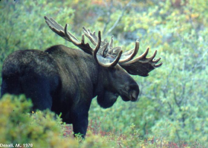 Alaskan Bull Moose4-in forest.jpg