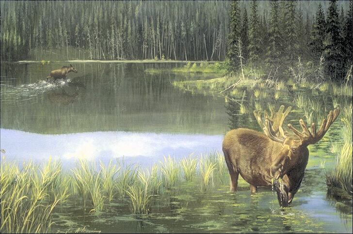 Animal Paintings-319005-mooses in swamp.jpg