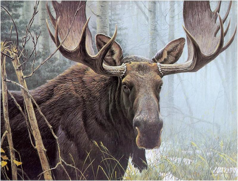 Bateman - Bull Moose 1978 zw.jpg